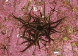 Black brittle stars. Outer Hebrides.
D200, 60mm. by Derek Haslam 